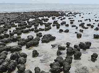 Stromatolity v Shark Bay, t.j. Žraločí zátoka, v Austrálii